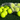 Hyper Yellow NOCSAE Lacrosse Balls Are Coming to Signature